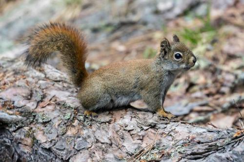 Red Squirrel in Voyageurs