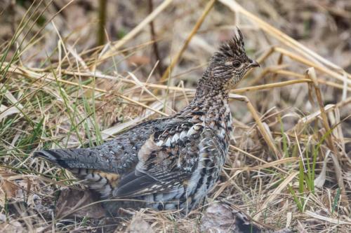 Ruffled Grouse in Voyageurs
