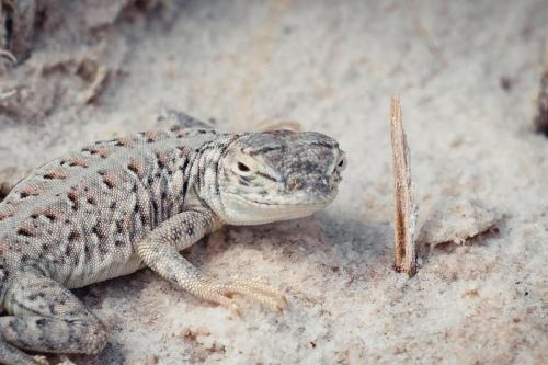 Bleached Earless Lizard in White Sands