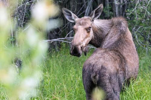 Wild Moose in Wrangell-St. Elias