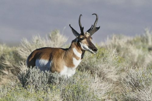 Antelope, Buck, Yellowstone National Park, Idaho, Montana  Wyoming | Photo Credit: Vella Torvik