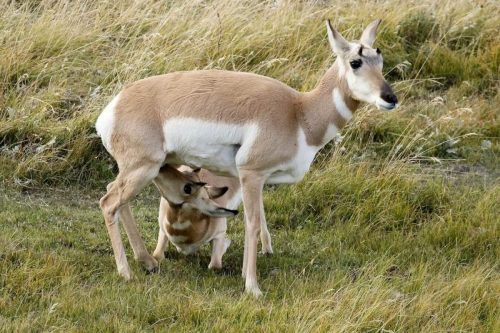 Antelope, Doe and Calf, Yellowstone National Park, Idaho, Montana  Wyoming | Photo Credit: Vella Torvik