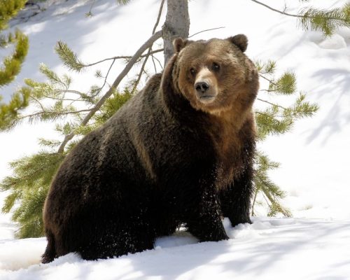 Grizzly Bear, Male, Yellowstone National Park, Idaho, Montana  Wyoming | Photo Credit: Vella Torvik