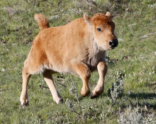 Bison Calf, Yellowstone National Park, Idaho, Montana  Wyoming | Photo Credit: Vella Torvik