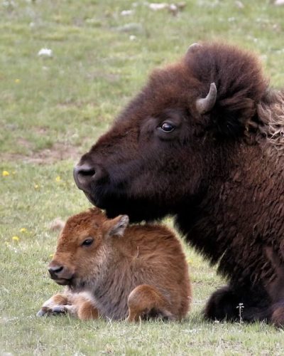Bison, Cow and Calf, Yellowstone National Park, Idaho, Montana  Wyoming | Photo Credit: Vella Torvik