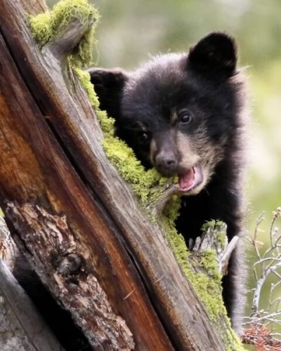 American Black Bear Cub, Yellowstone National Park, Wyoming