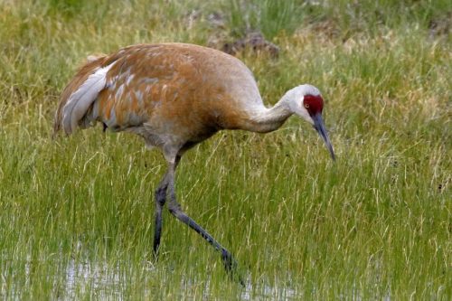Sandhill Crane, Yellowstone National Park, Idaho, Montana  Wyoming | Photo Credit: Vella Torvik