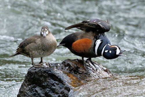 Harlequin Ducks, Drake and Hen, Yellowstone National Park, Idaho, Montana  Wyoming | Photo Credit: Vella Torvik