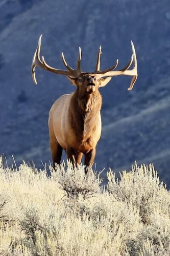 Rocky Mountain Bull Elk, Yellowstone National Park, Idaho, Montana  Wyoming | Photo Credit: Vella Torvik