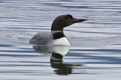 Common Loon, Male, Yellowstone National Park, Idaho, Montana  Wyoming | Photo Credit: Vella Torvik