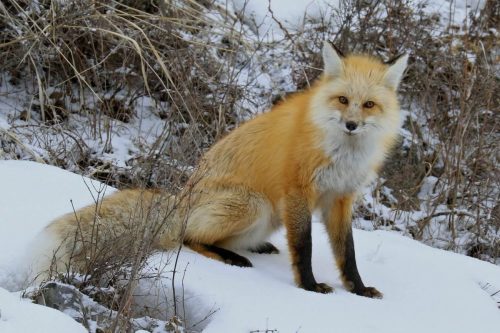 Red Fox, Yellowstone National Park, Wyoming