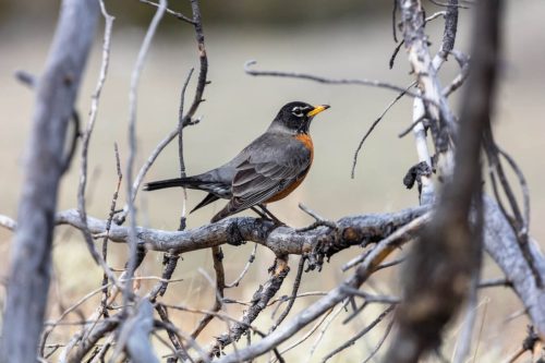American Robin, Yellowstone National Park, Wyoming