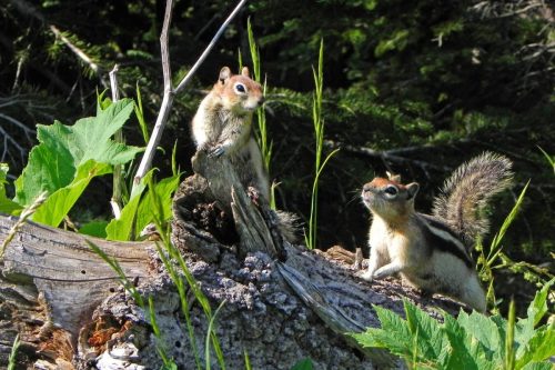 Golden-mantled Ground Squirrels, Yellowstone National Park, Wyoming