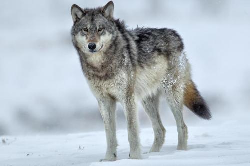 Gray Wolf, Yellowstone National Park, Wyoming