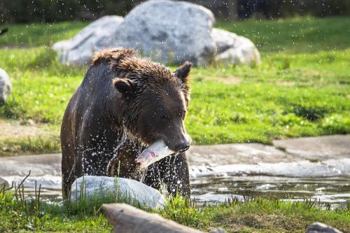 Grizzly Bear Eating a Trout