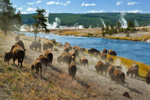 Yellowstone National Park Wildlife