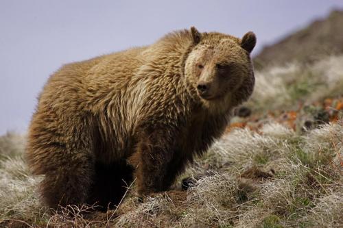 Grizzly Bear, Yellowstone National Park, Wyoming