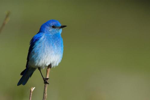 Mountain Bluebird, Yellowstone National Park, Wyoming