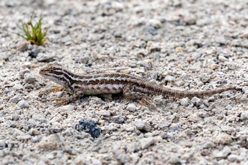 Sagebrush Lizard, Yellowstone National Park, Wyoming