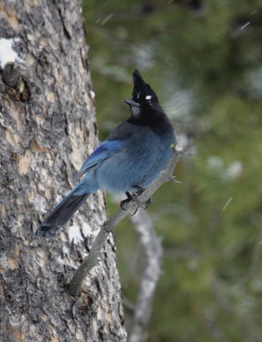 Steller’s Jay, Yellowstone National Park, Wyoming