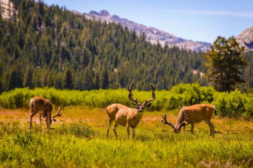Mule Deer, Yosemite National Park, California