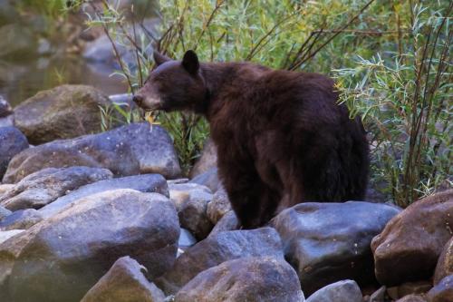 Black Bear by the River