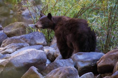 American Black Bear, Yosemite National Park, California