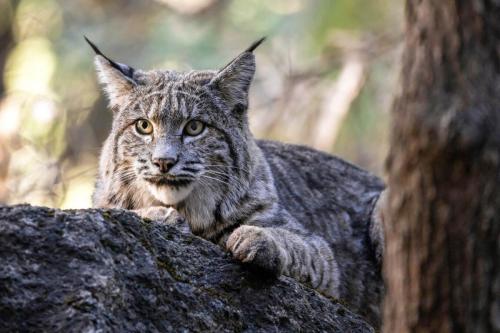 Bobcat, Yosemite National Park, California
