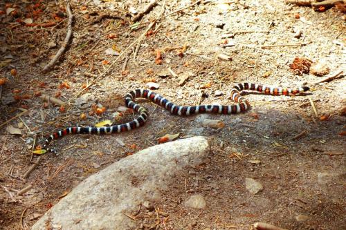 California Mountain Kingsnake, Yosemite National Park, California