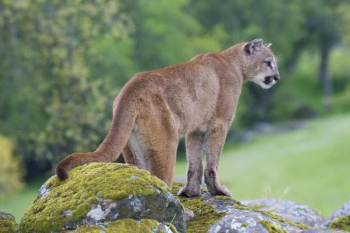 Mountain Lion on Moss Covered Rocks