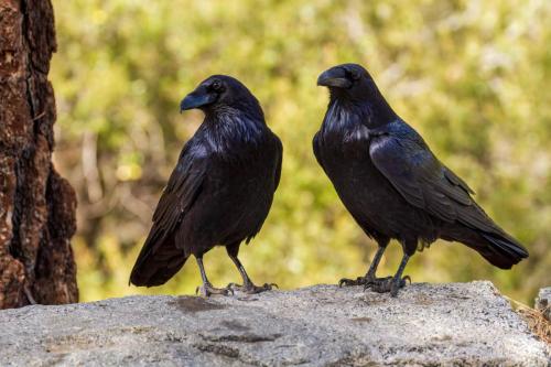 Common Ravens, Yosemite National Park, California