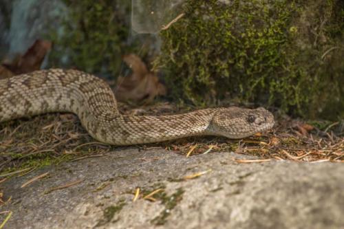 Northern Pacific Rattlesnake, Yosemite National Park, California