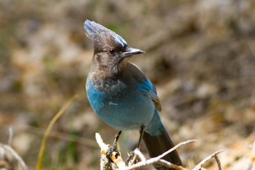 Steller’s Jays, Yosemite National Park, California