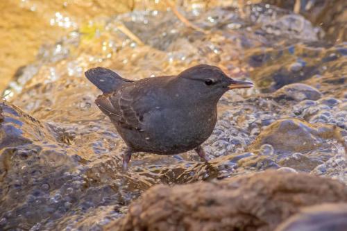 American Dipper, Zion National Park, Utah