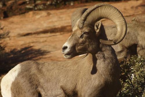 Desert Bighorn Ram, Zion National Park, Utah