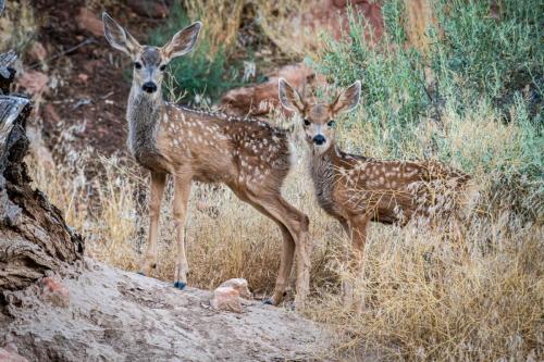 Mule Deer Fawns, Zion National Park, Utah