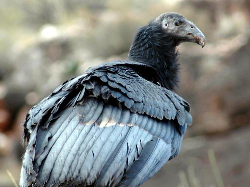 California Condor Fledgling, Grand Canyon National Park, Arizona