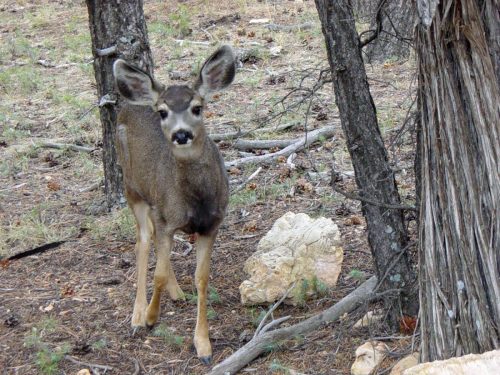Mule Deer, Grand Canyon National Park, Arizona