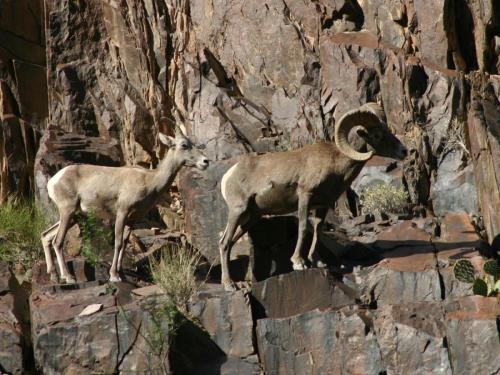 Bighorn Sheep, Grand Canyon National Park, Arizona