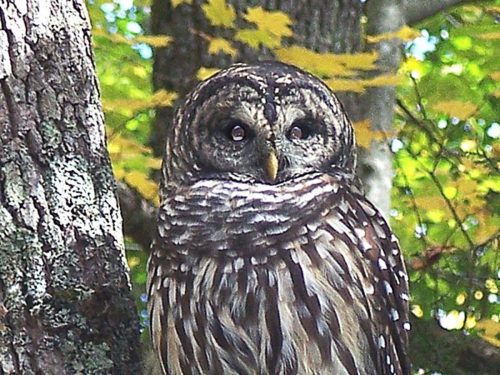 Barred Owl, Great Smoky Mountains National Park, North Carolina and Tennessee