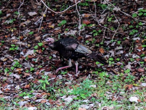 Wild Turkey, Great Smoky Mountains National Park, North Carolina and Tennessee