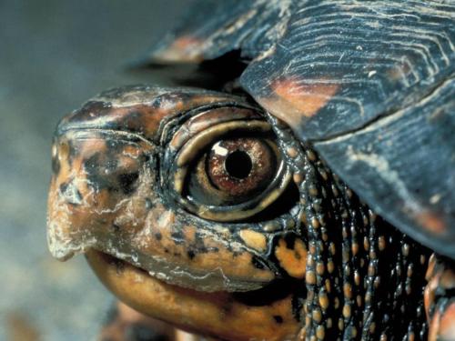 Eastern Box Turtle, Great Smoky Mountains National Park, North Carolina and Tennessee