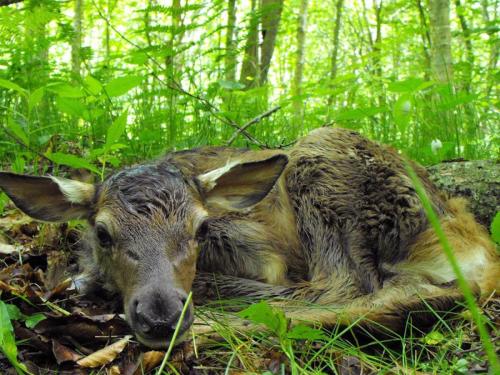 Elk Calf, Great Smoky Mountains National Park, North Carolina and Tennessee