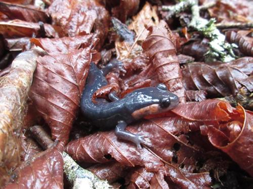 Red-Cheeked Salamander