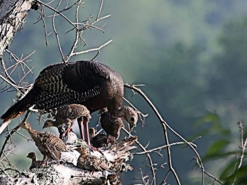 Wild Turkey Hen and Chicks, Great Smoky Mountains National Park, North Carolina and Tennessee