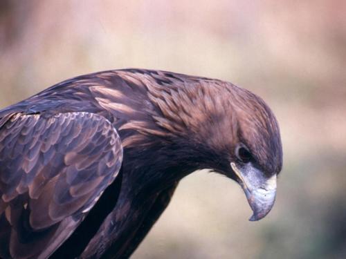 Golden Eagle, Grand Teton National Park, Wyoming