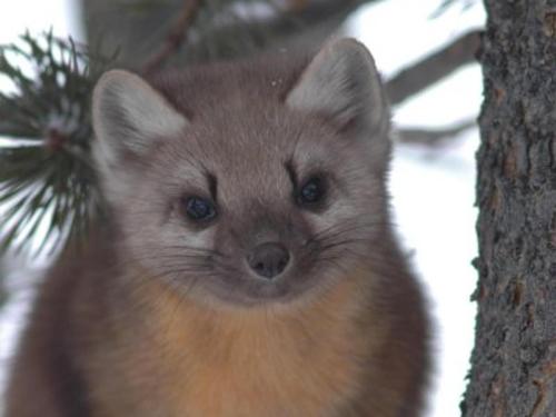 Pine Marten, Grand Teton National Park, Wyoming