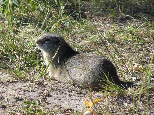 Uinta Ground Squirrel, Grand Teton National Park, Wyoming