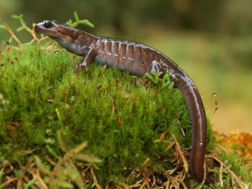Northwestern Salamander, Olympic National Park, Washington