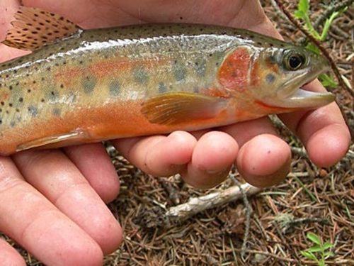 Westslope Cutthroat Trout, Yellowstone National Park, Wyoming